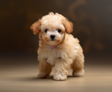 Poodle Puppies For Sale Pilesgrove Pups